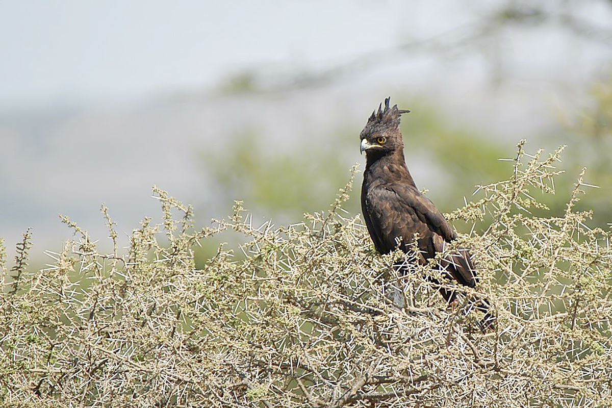 Long-crested Eagle (Zwarte Kuifarend)