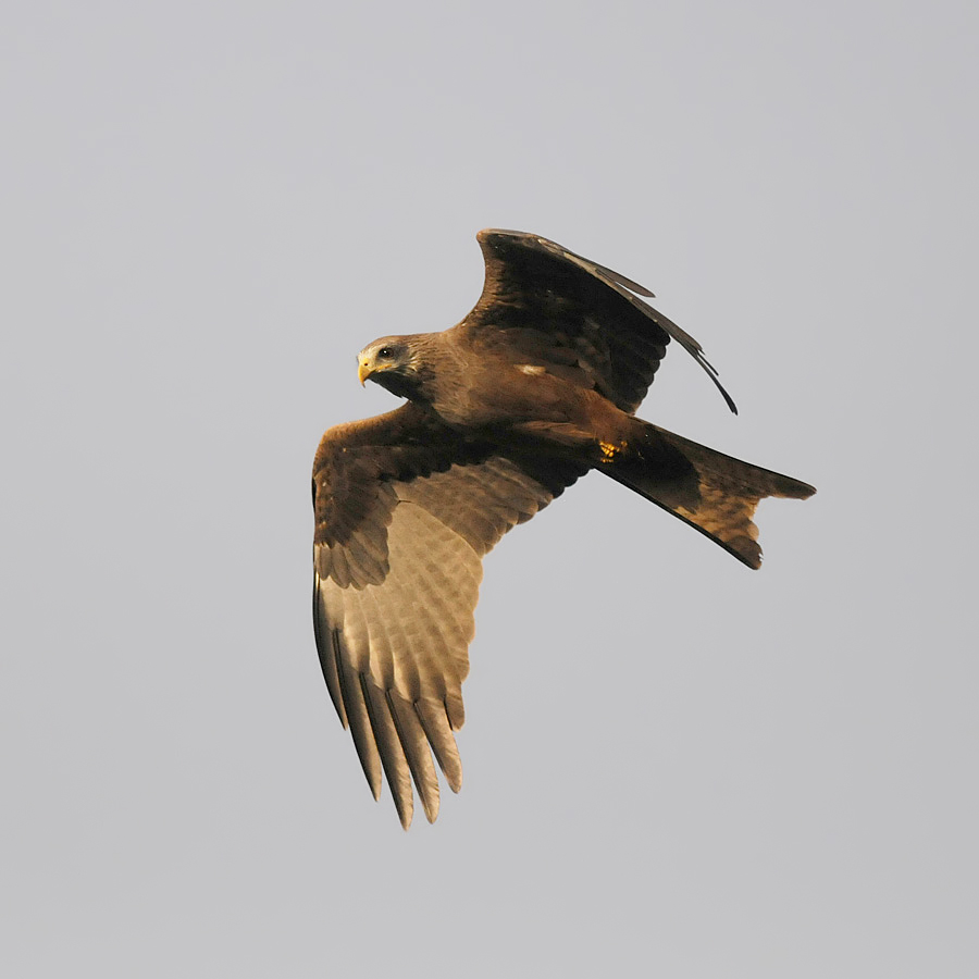 Yellow-billed Kite (Geelsnavelwouw)