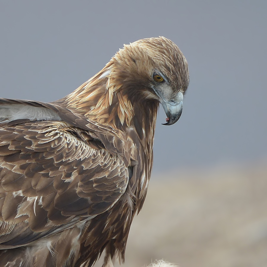 Golden eagle (Steenarend)
