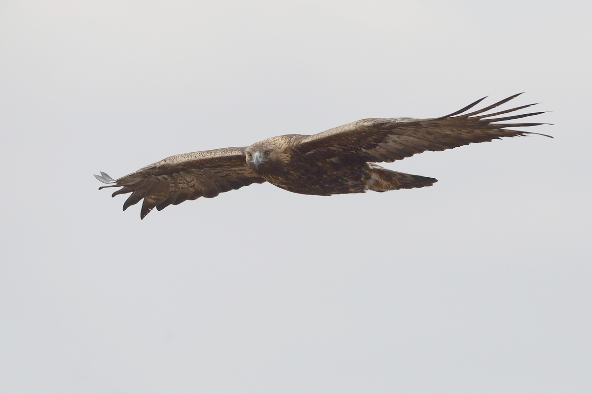 Golden eagle (Steenarend)