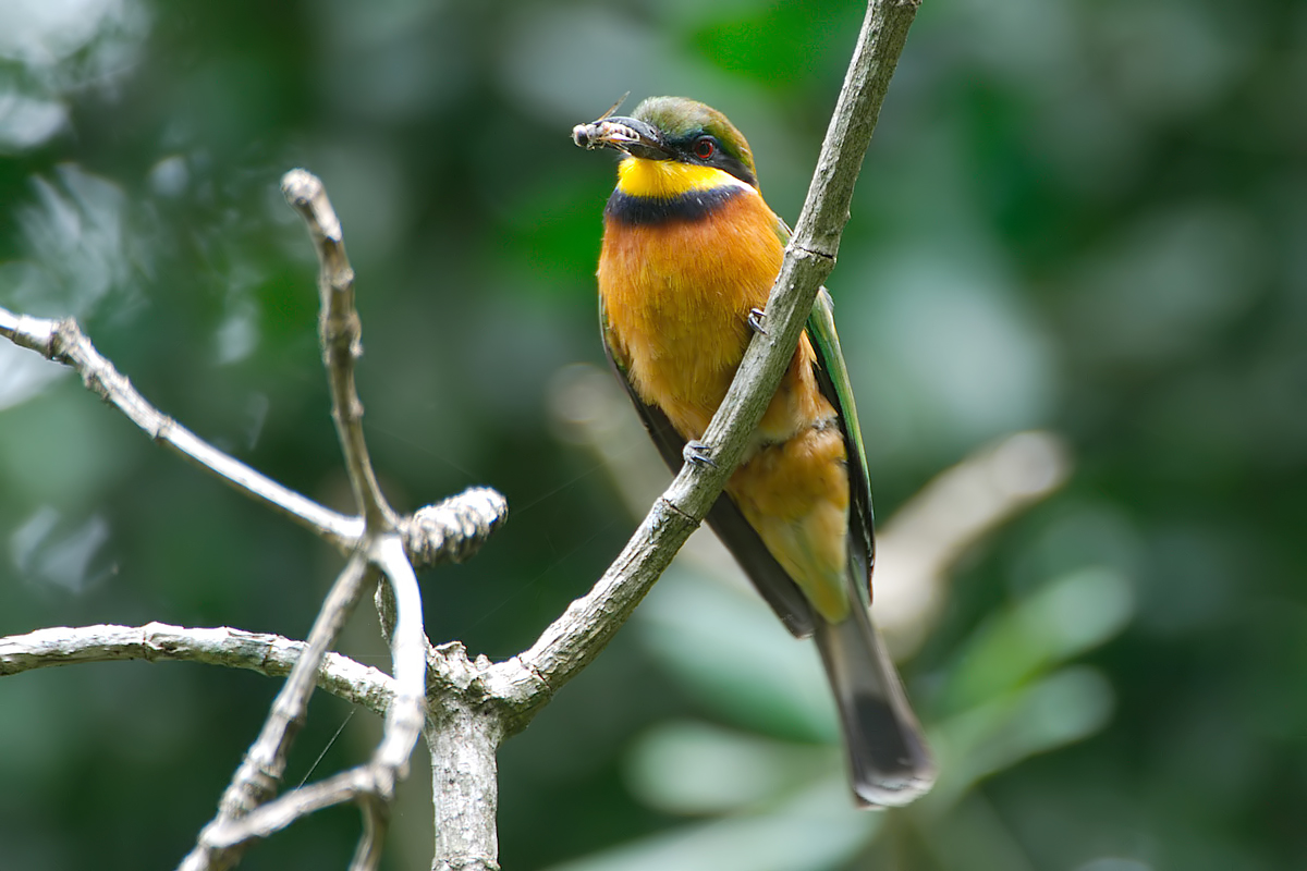Cinnamon-chested Bee-eater (Bergbijeneter)