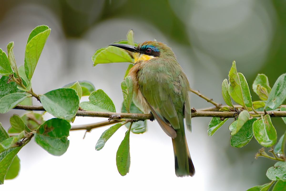 Little Bee-eater (Dwergbijeneter)