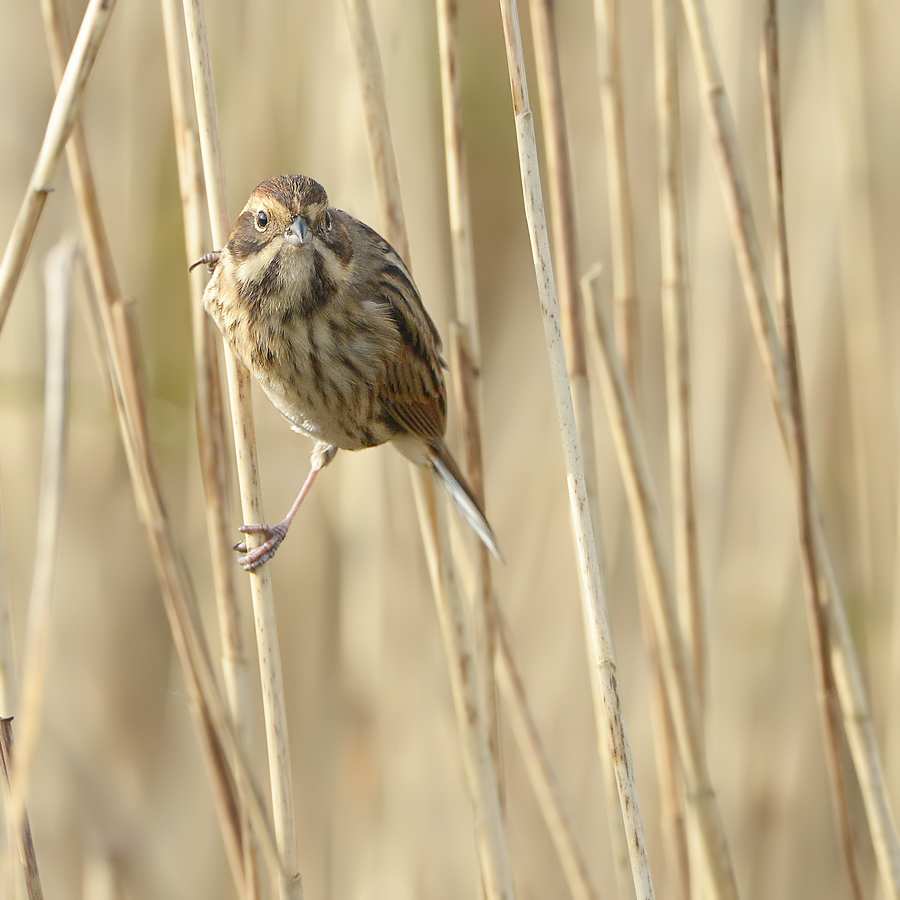 Reed Bunting (Rietgors)