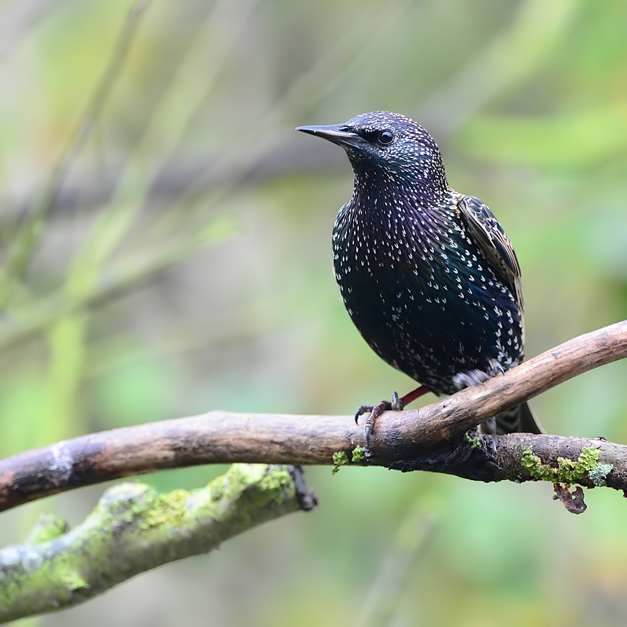Common Starling (Spreeuw)