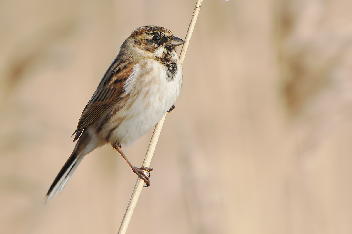 Reed Bunting (Rietgors)