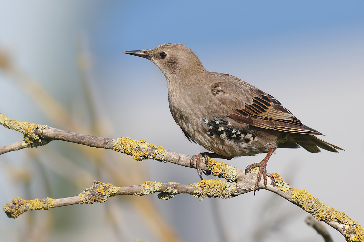 Common Starling (Spreeuw)