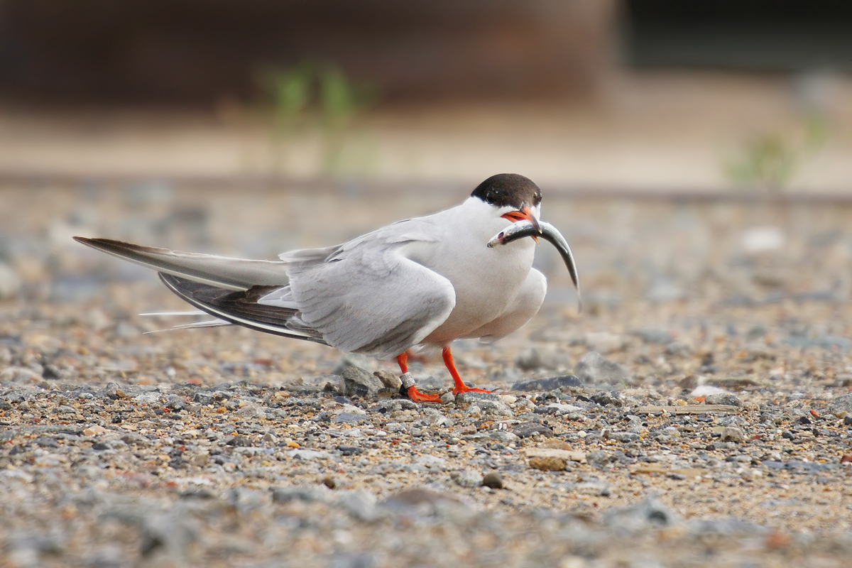 Common Tern (Visdief)