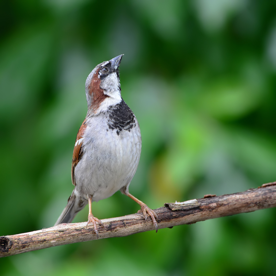 House Sparrow (Huismus)