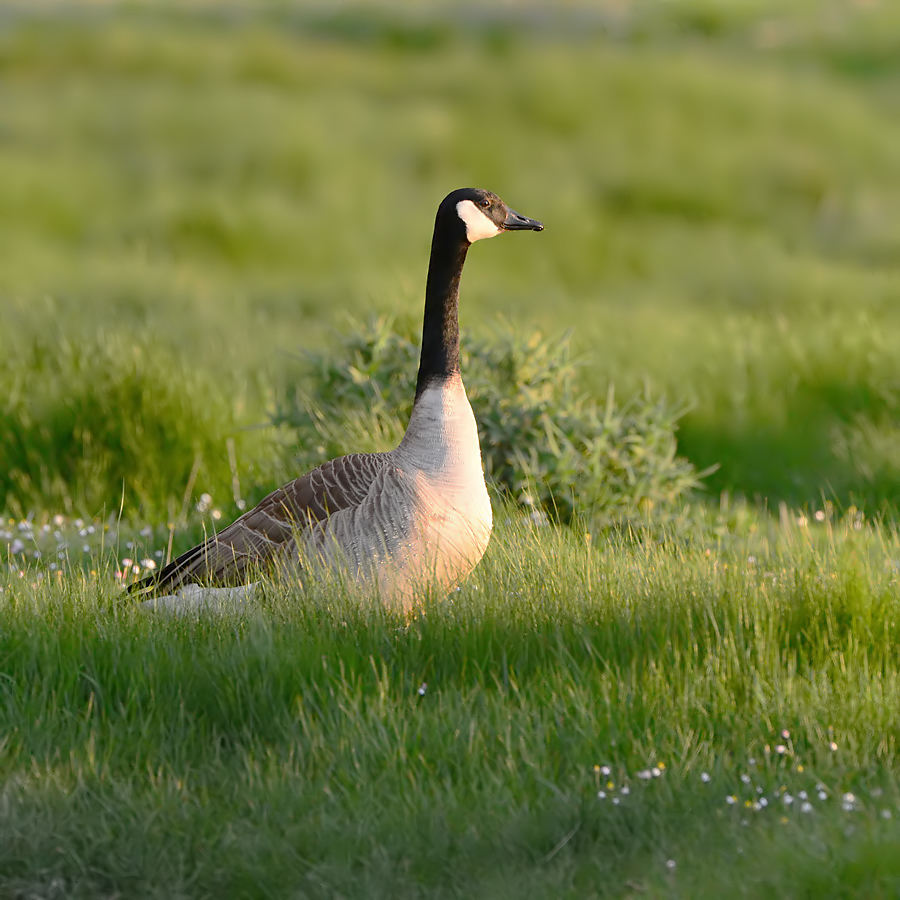 Canadian Goose (Canadese Gans)