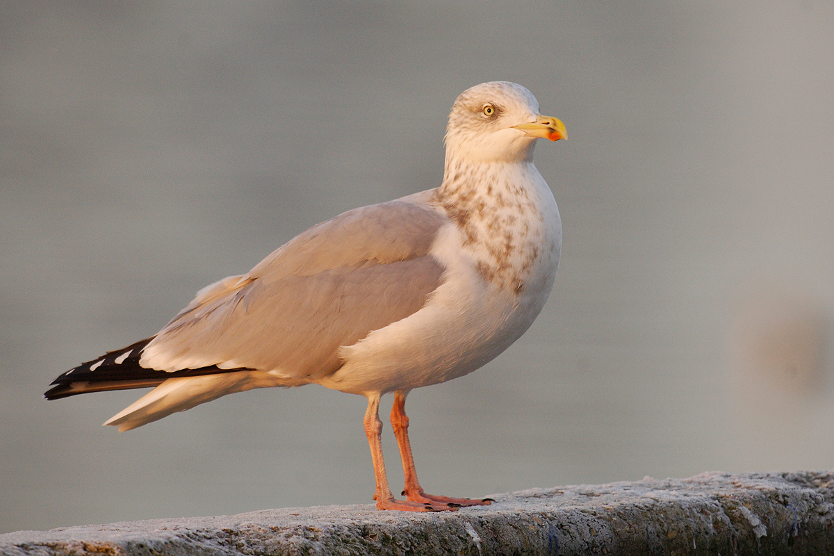 Herring Gull (Zivermeeuw)
