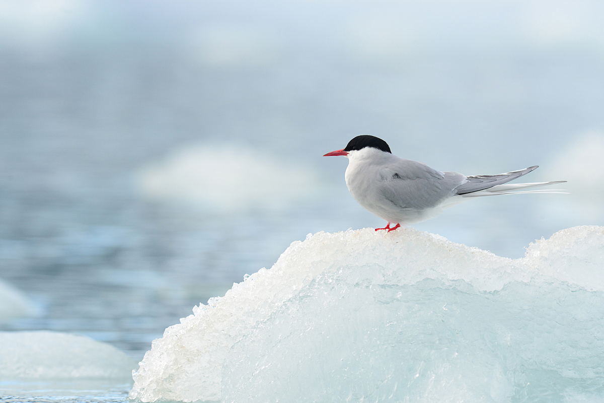 Arctic Tern (Noordse Stern)