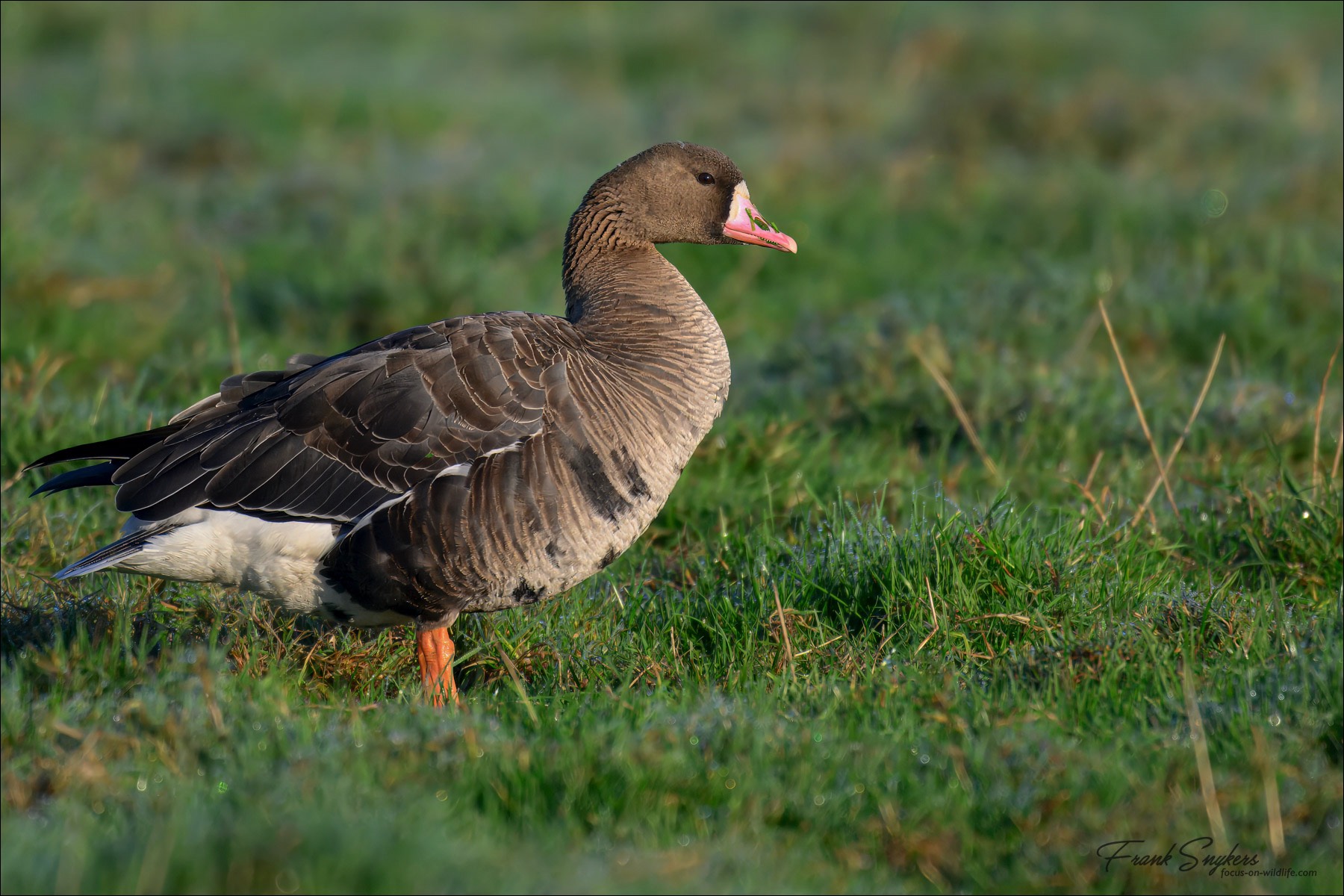 Greater White-fronted Goose (Kolgans) - Uitkerkse polders (Belgium) - 26/10/24