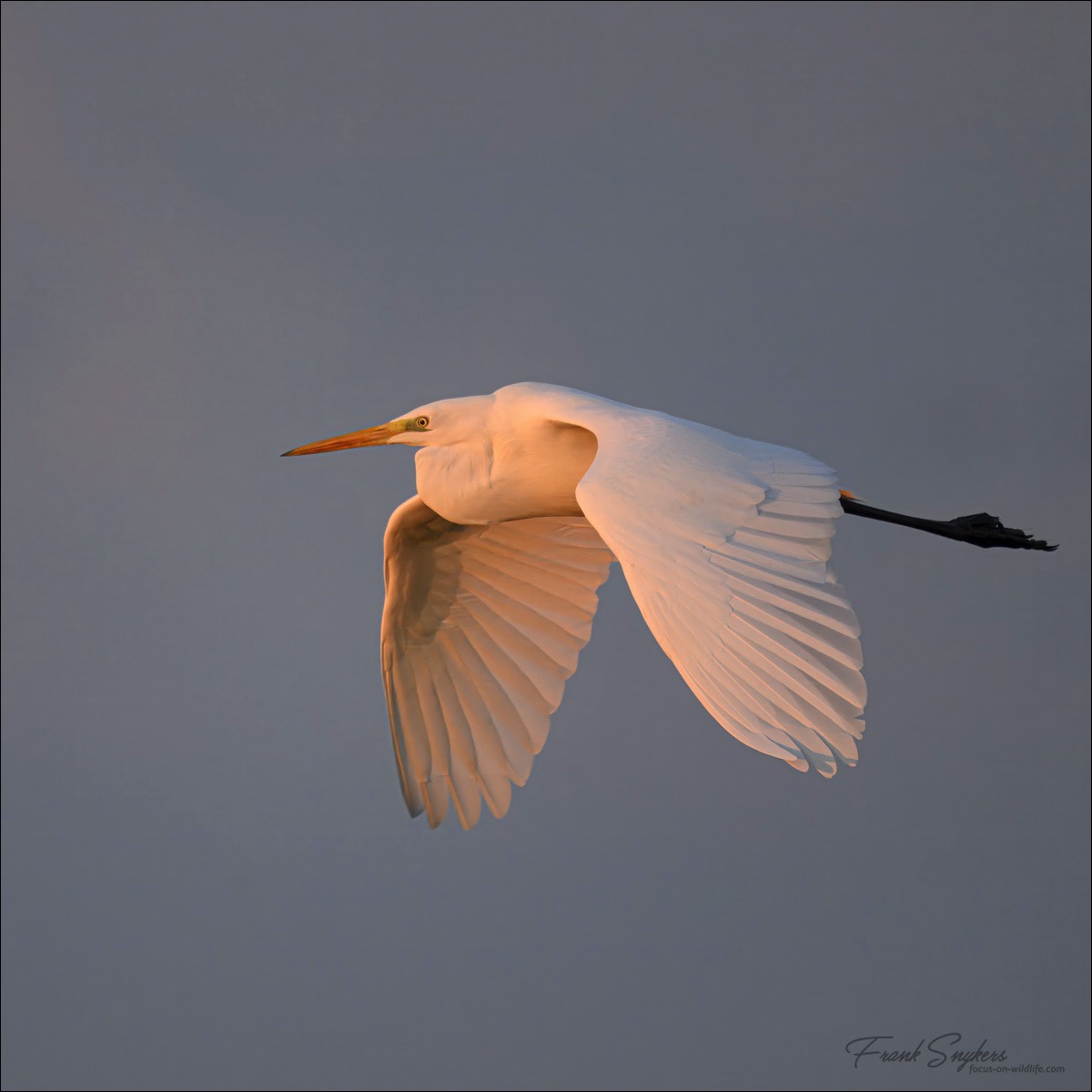 Great Egret (Grote Zilverreiger) - Uitkerkse polders (Belgium) - 27/10/24