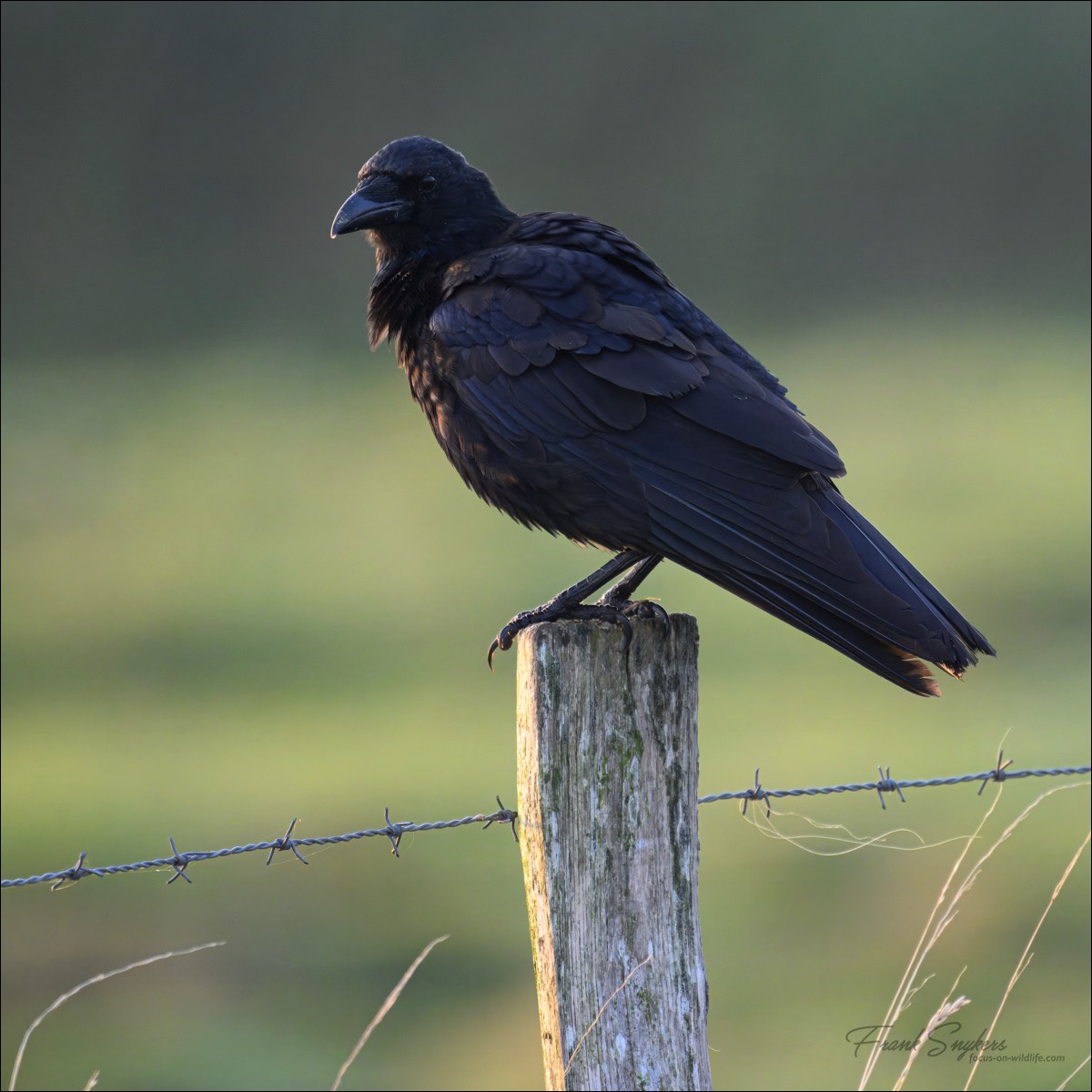 Carrion Crow (Zwarte Kraai) - Uitkerkse polders (Belgium) - 19/09/24