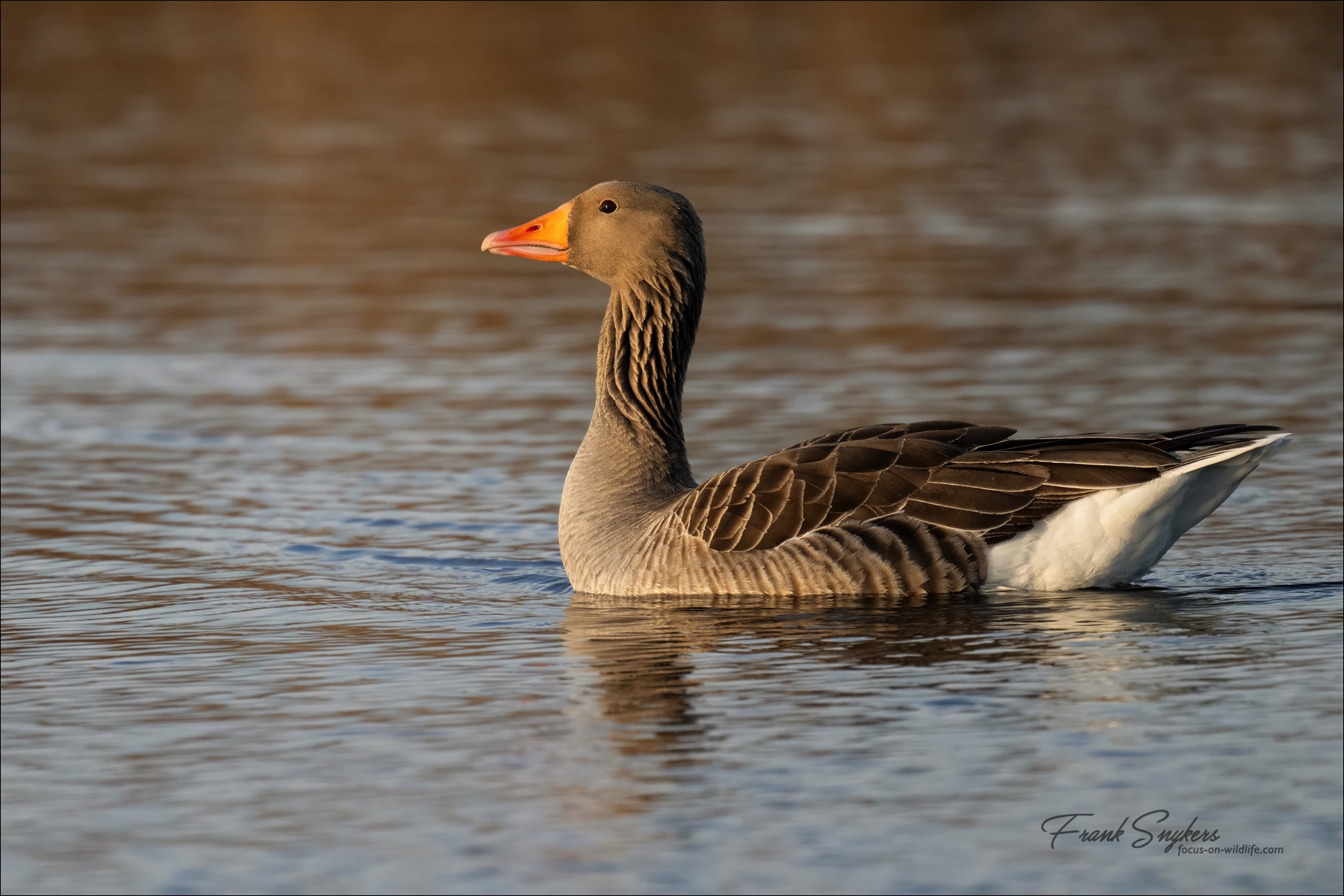 Greylag Goose (Grauwe Gans) - Uitkerkse Polders (Belgium) - 14/03/24