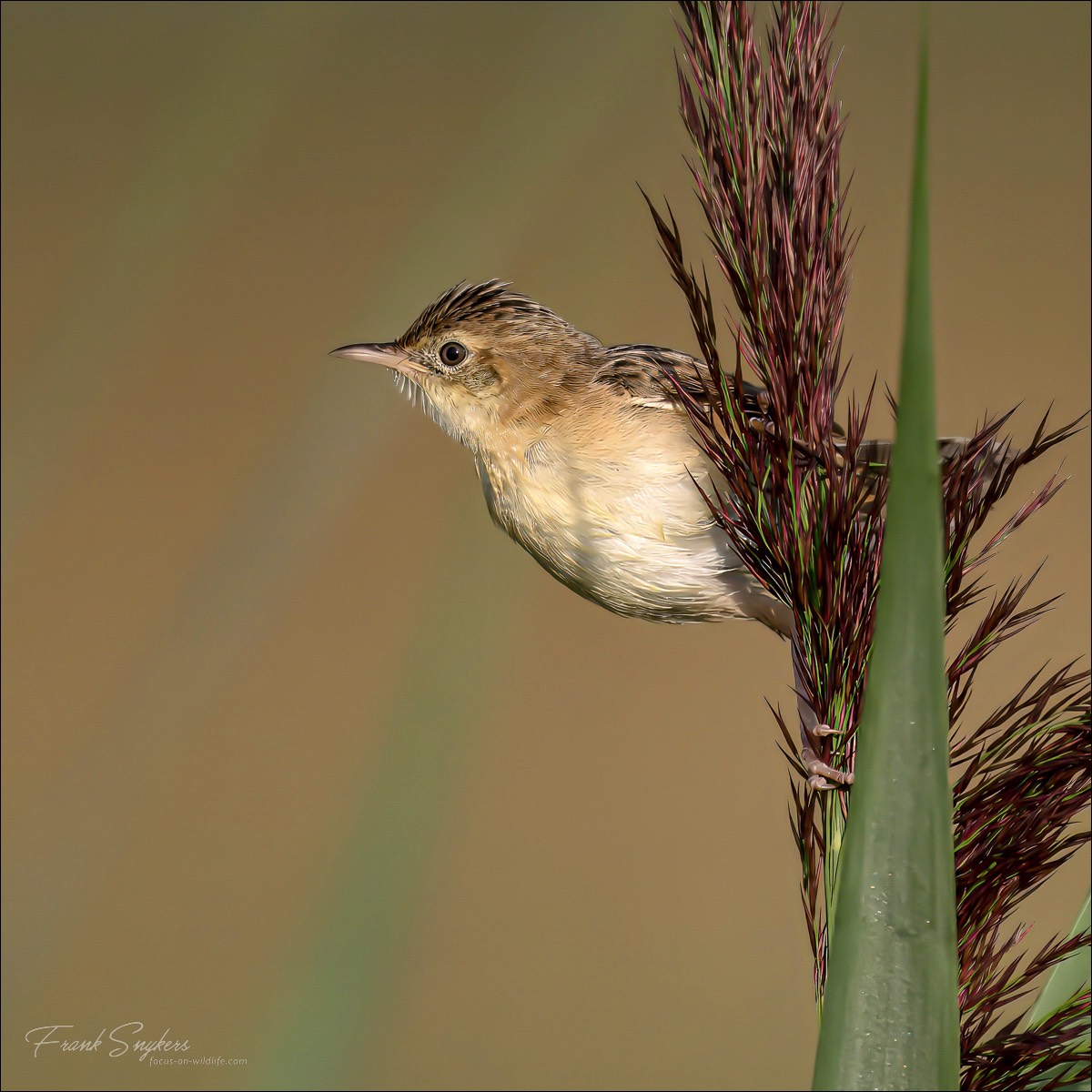 Zitting Cisticola (Graszanger) - Uitkerkse polders (Belgium) - 28/08/24