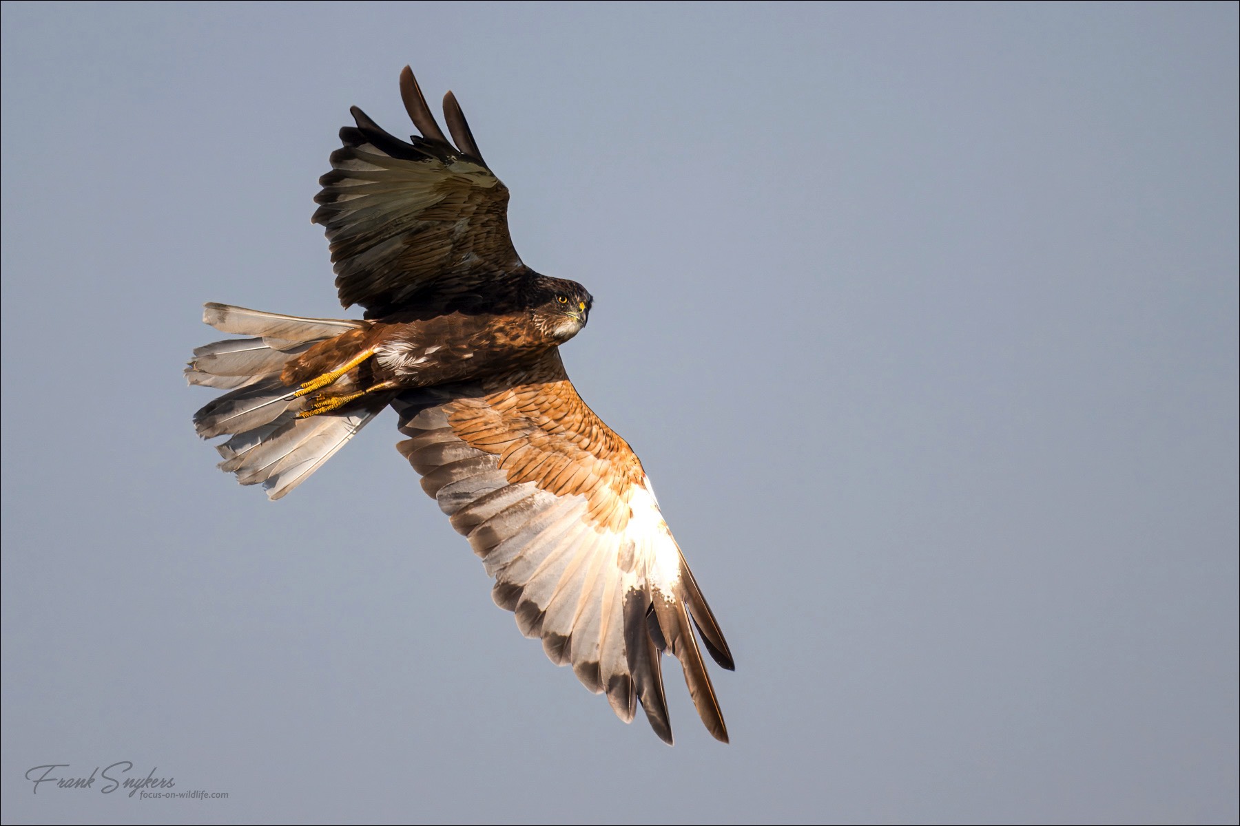 Western Marsh Harrier (Bruine Kiekendief) - Uitkerkse polders (Belgium) - 30/08/24