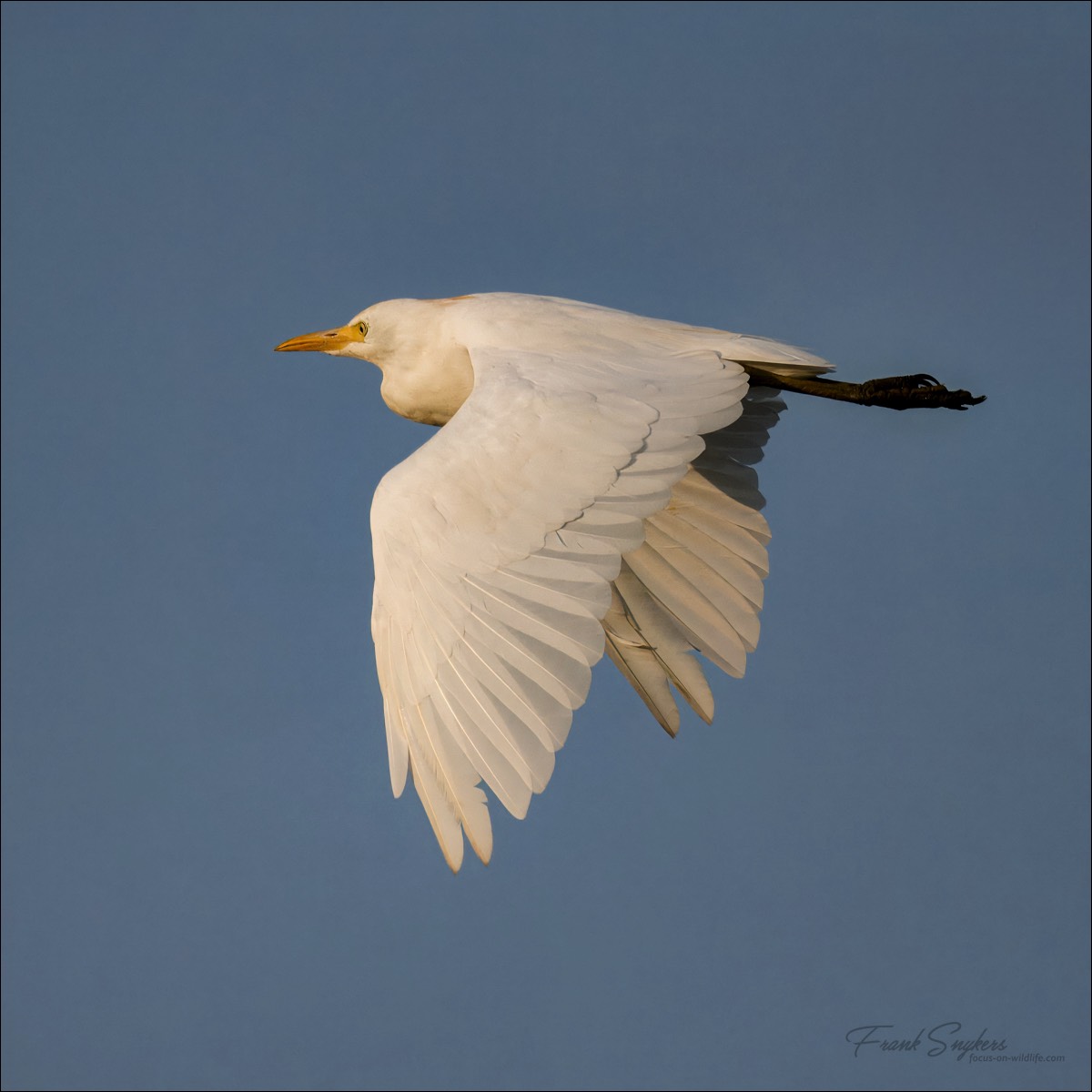 Western Cattle Egret (Koereiger) - Uitkerkse polders (Belgium) - 30/08/24