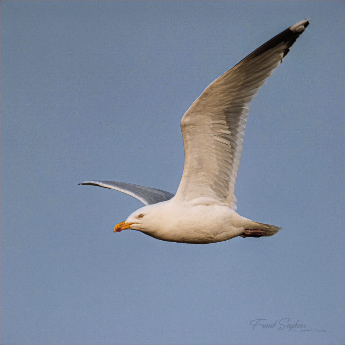 European Herring Gull (Zilvermeeuw) - Uitkerkse Polders (Belgium) - 06/04/24