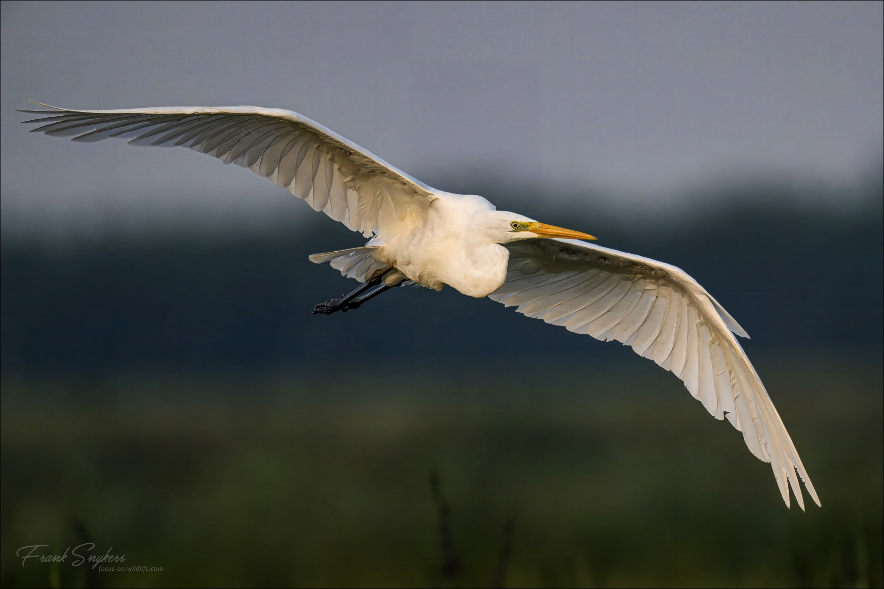 Great Egret (Grote Zilverreiger) - Uitkerkse polders (Belgium) - 01/09/24