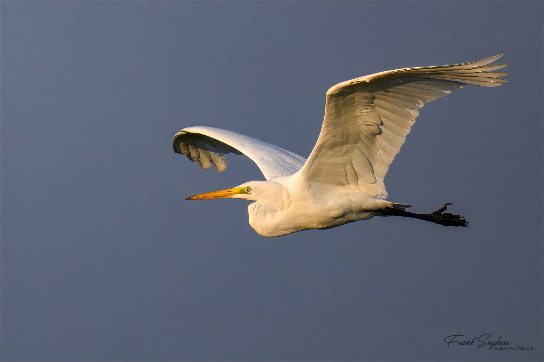 Great Egret (Grote Zilverreiger) - Uitkerkse polders (Belgium) - 19/09/24