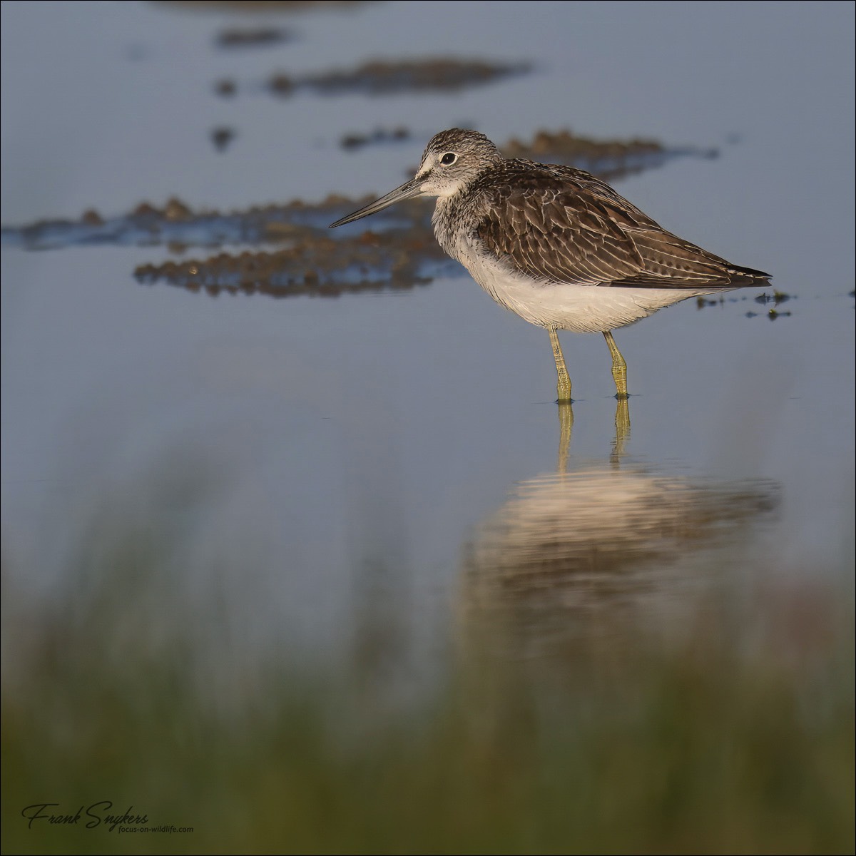 Common Greenshank (Groenpootruiter) - Uitkerkse polders (Belgium) - 26/08/24