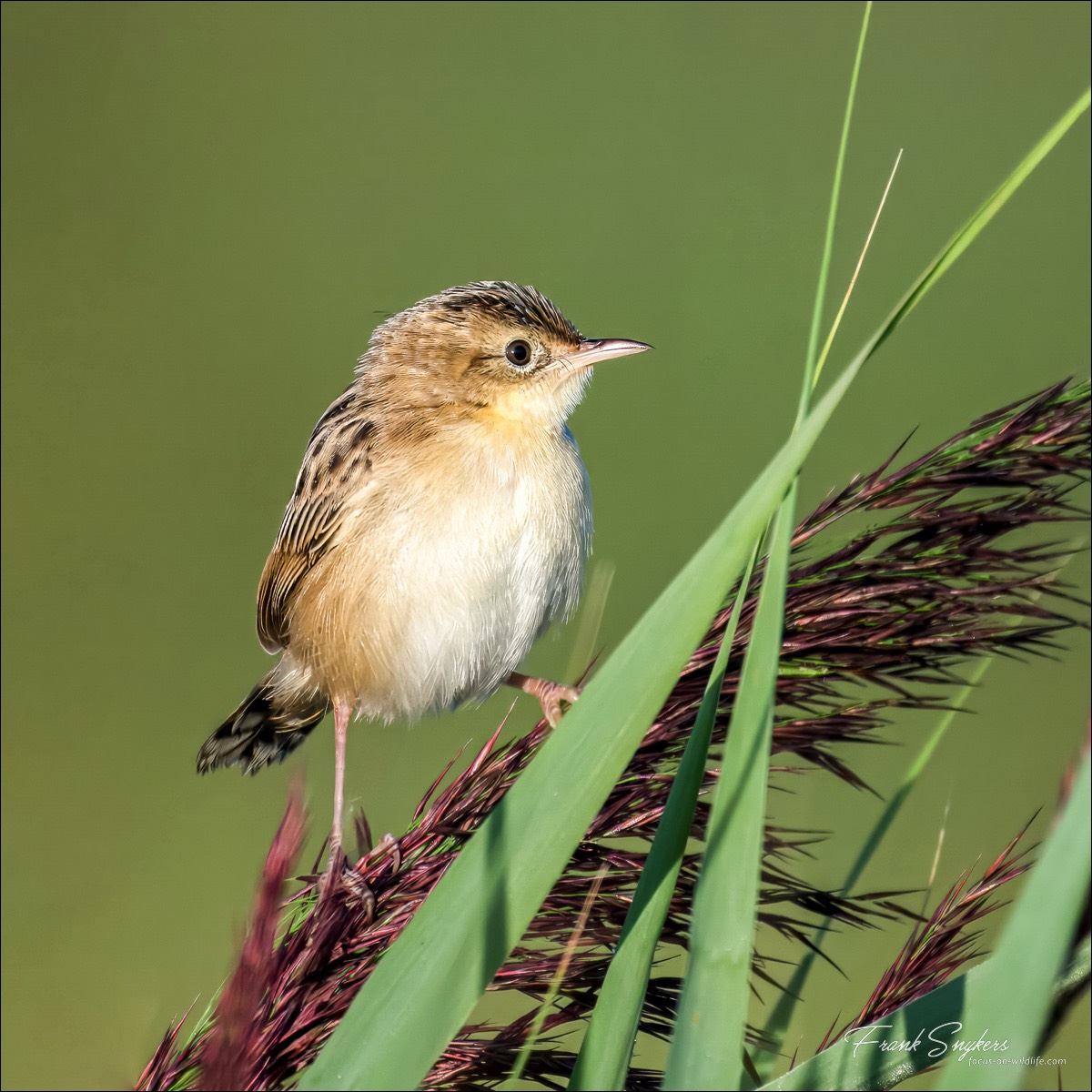 Zitting Cisticola (Graszanger) - Uitkerkse polders (Belgium) - 28/08/24