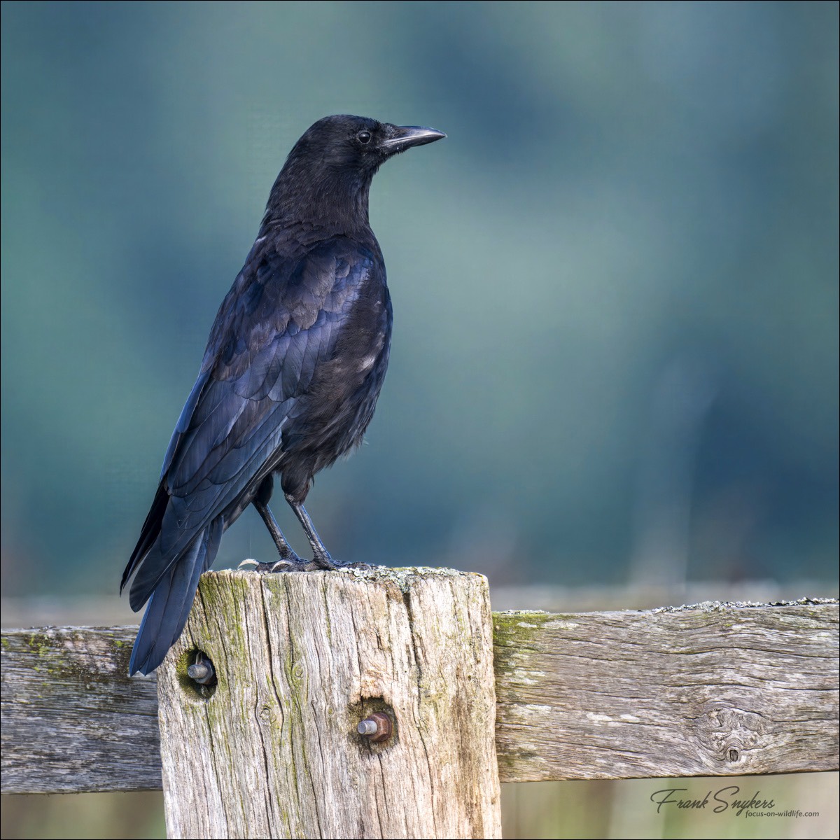 Carrion Crow (Zwarte Kraai) - Uitkerkse polders (Belgium) - 29/08/24