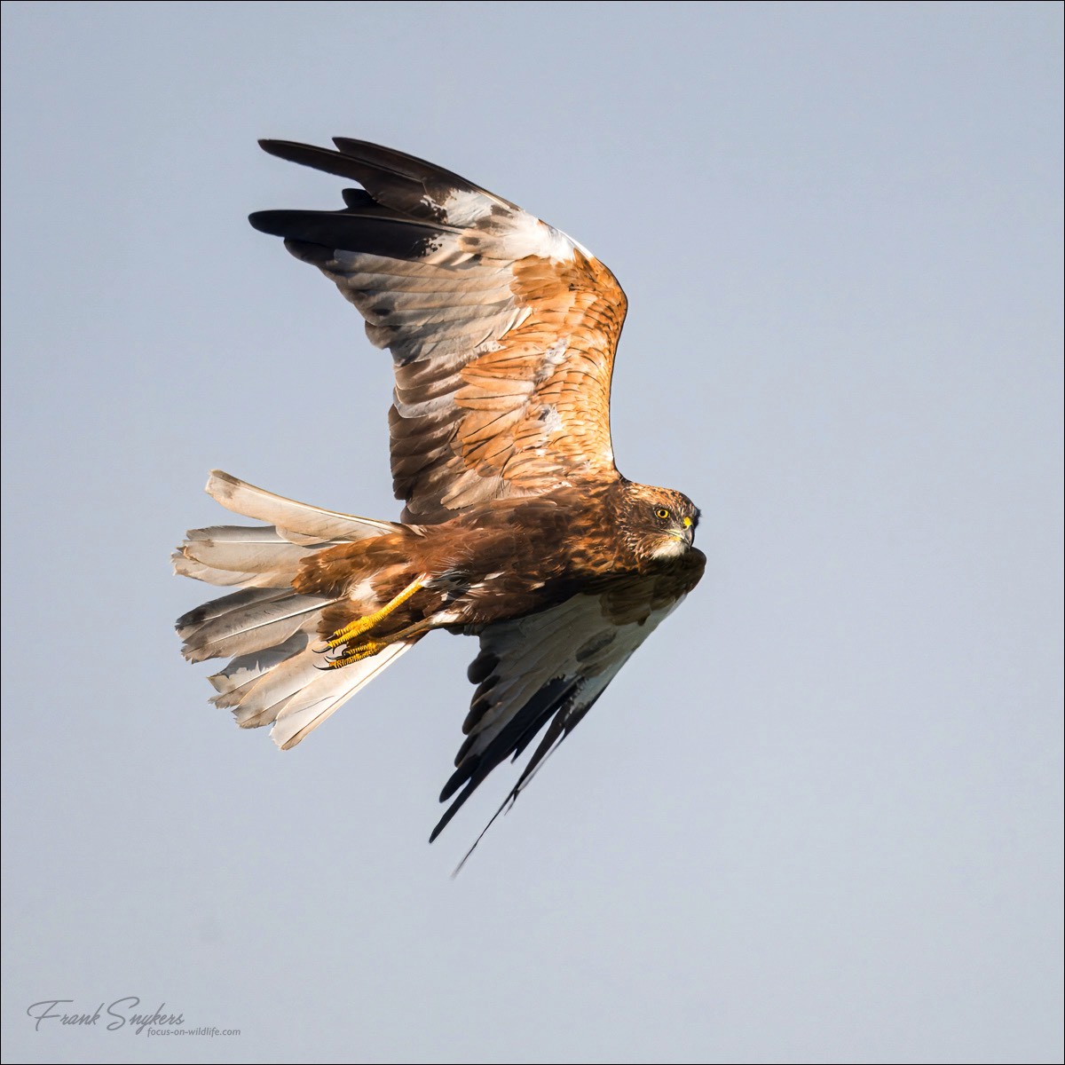 Western Marsh Harrier (Bruine Kiekendief) - Uitkerkse polders (Belgium) - 30/08/24