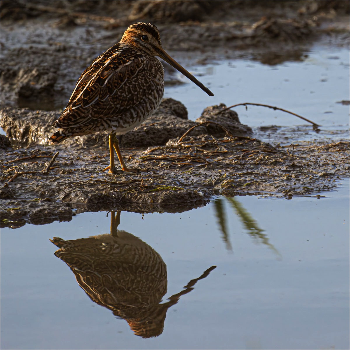 Common Snipe (Watersnip) - Uitkerkse Polders (Belgium) - 29/08/23