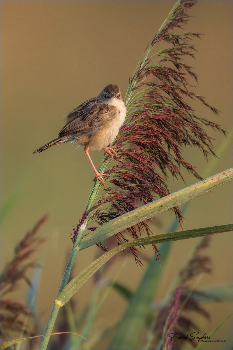 Zitting Cisticola (Graszanger) - Uitkerkse polders (Belgium) - 31/08/24