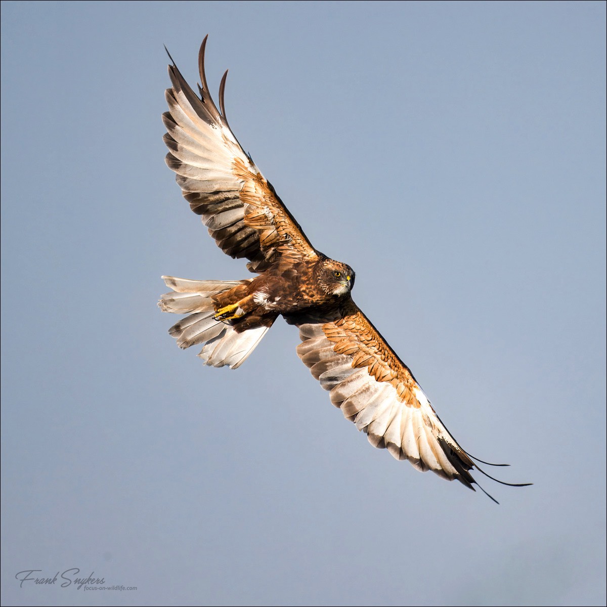 Western Marsh Harrier (Bruine Kiekendief) - Uitkerkse polders (Belgium) - 30/08/24