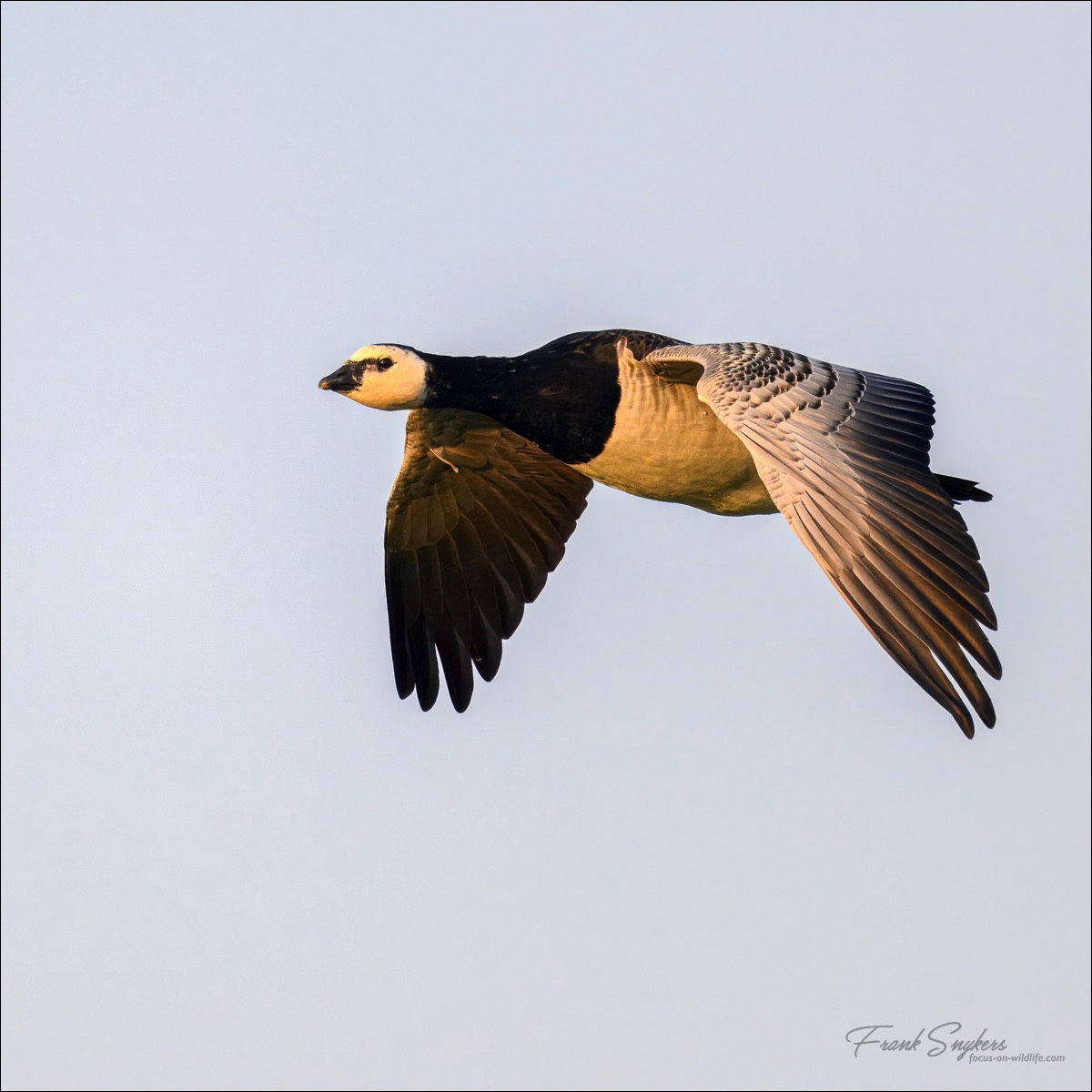 Barnacle Goose (Brandgans) - Uitkerkse polders (Belgium) - 20/09/24