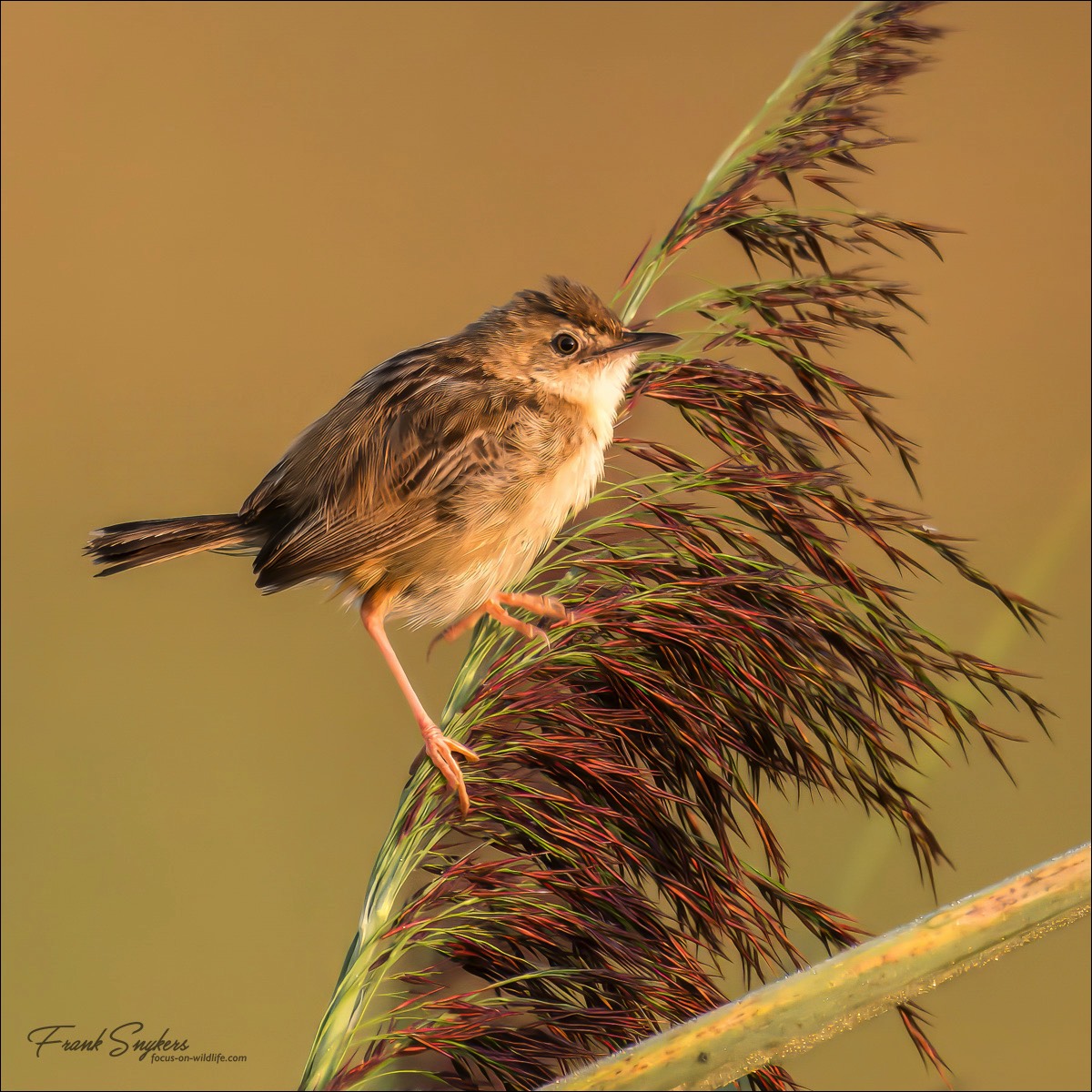 Zitting Cisticola (Graszanger) - Uitkerkse polders (Belgium) - 31/08/24