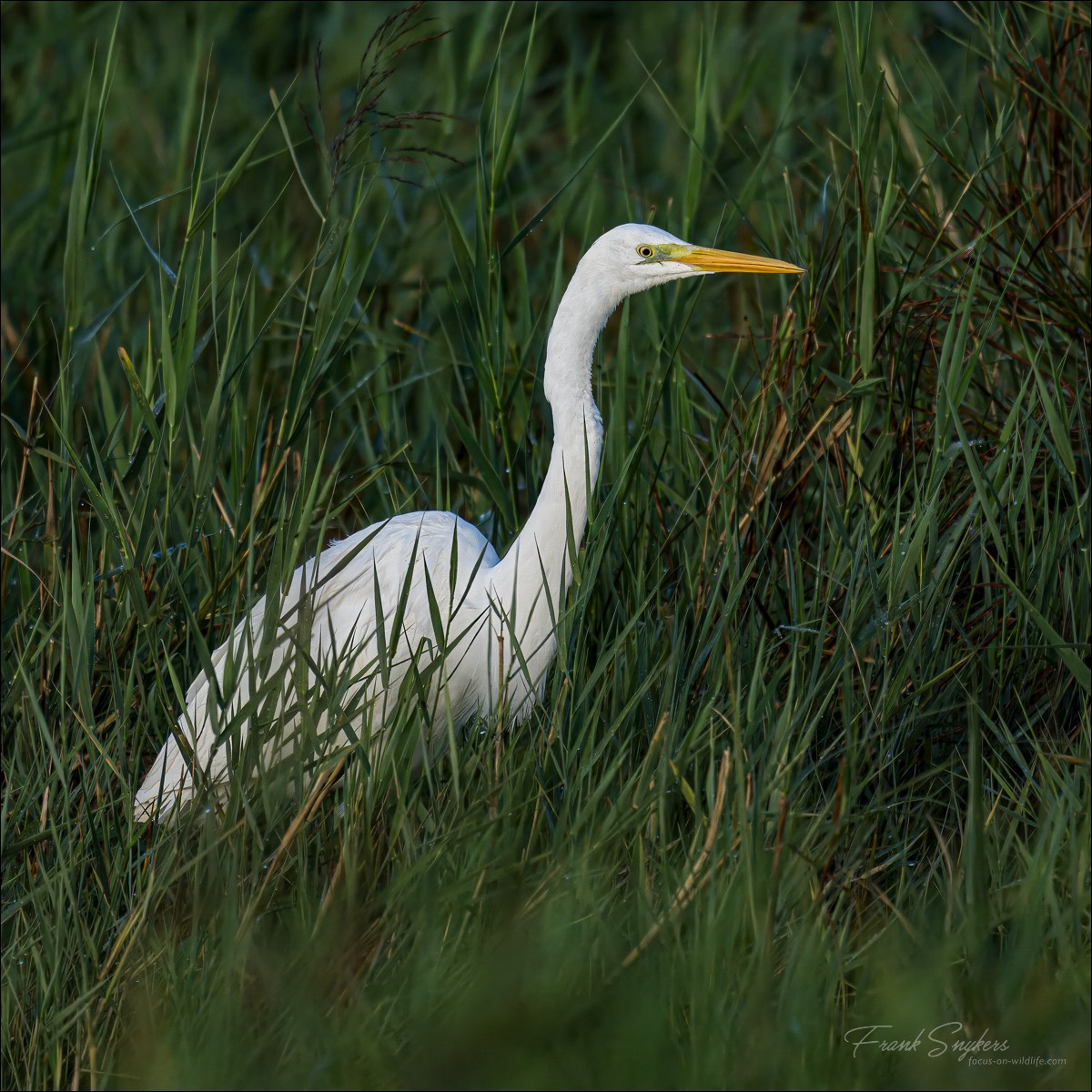 Great Egret (Grote Zilverreiger) - Uitkerkse polders (Belgium) - 12/09/24