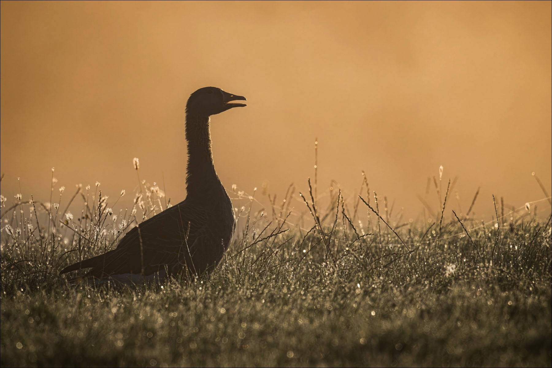 Greylag Goose (Grauwe Gans) - Uitkerkse Polders (Belgium) - 21/08/23