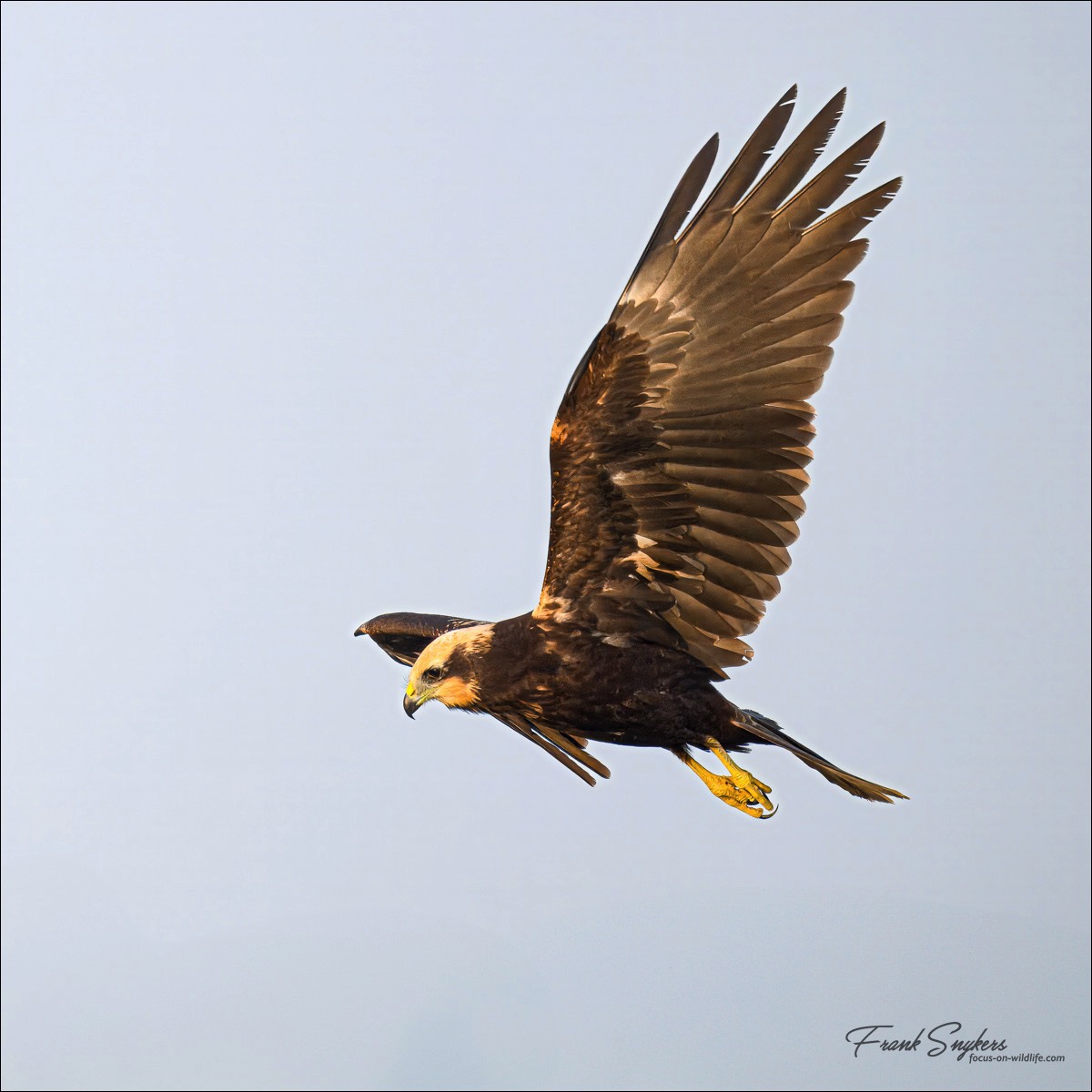 Western Marssh Harrier (Bruine Kiekendief) - Uitkerkse polders (Belgium) - 27/08/24