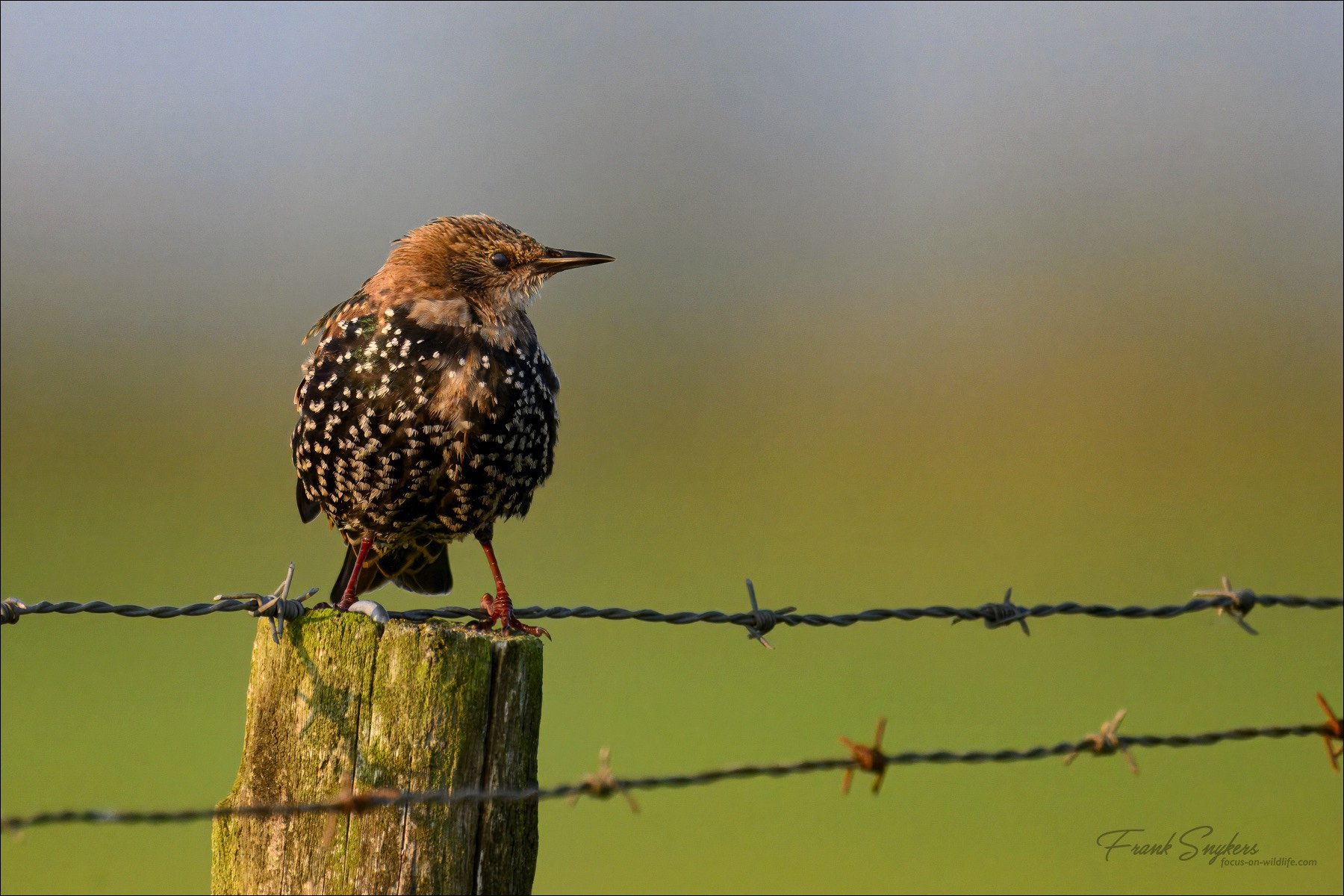 Common Starling (Spreeuw) - Uitkerkse polders (Belgium) - 21/09/24