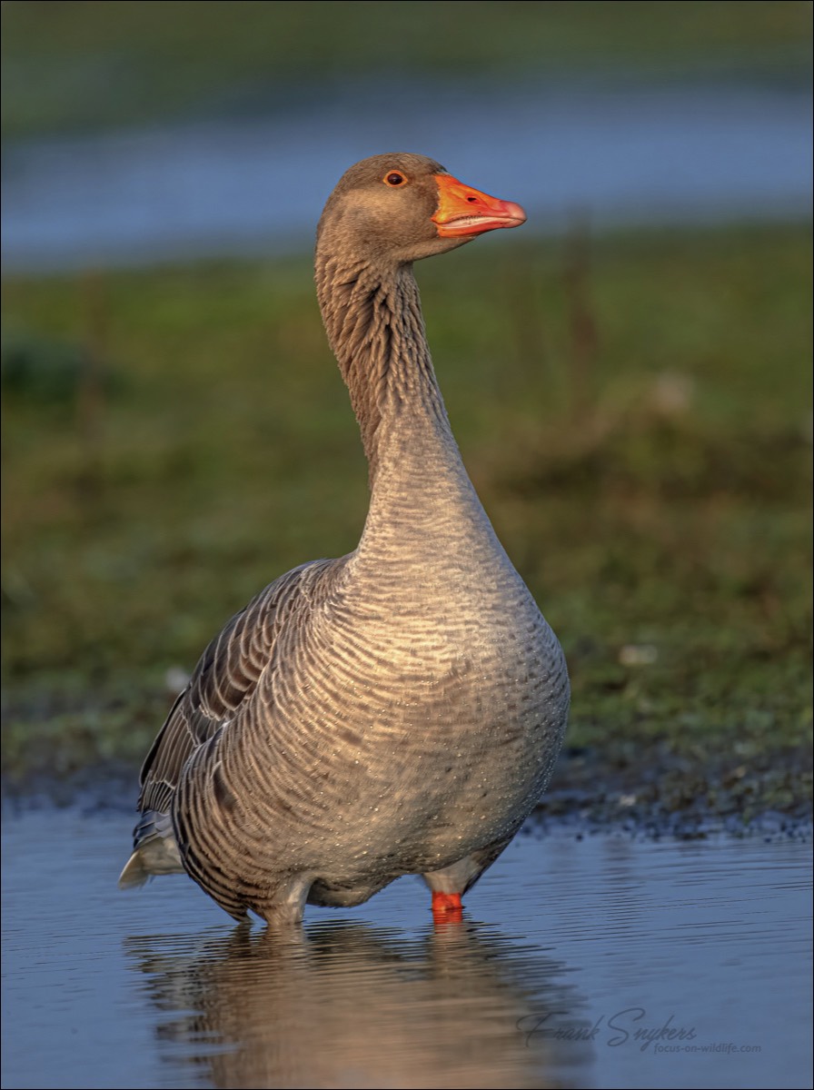 Greylag Goose (Grauwe Gans) - Uitkerkse Polders (Belgium) - 07/03/24