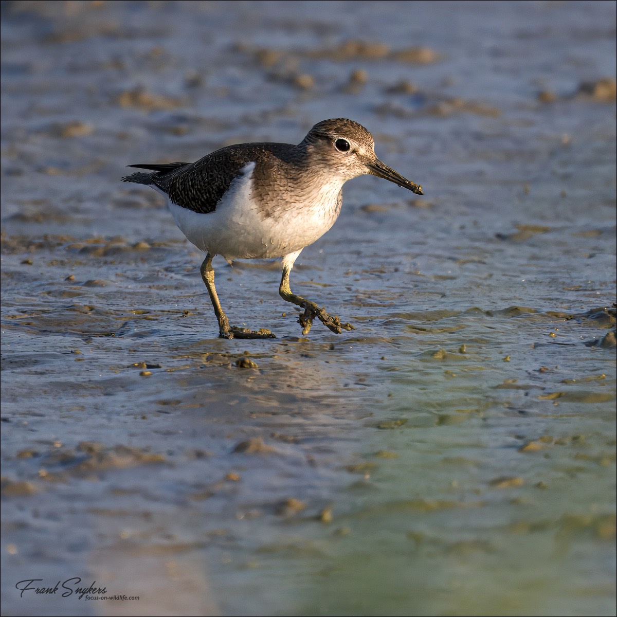 Common Sandpiper (Oeverloper) - Uitkerkse polders (Belgium) - 24/08/24