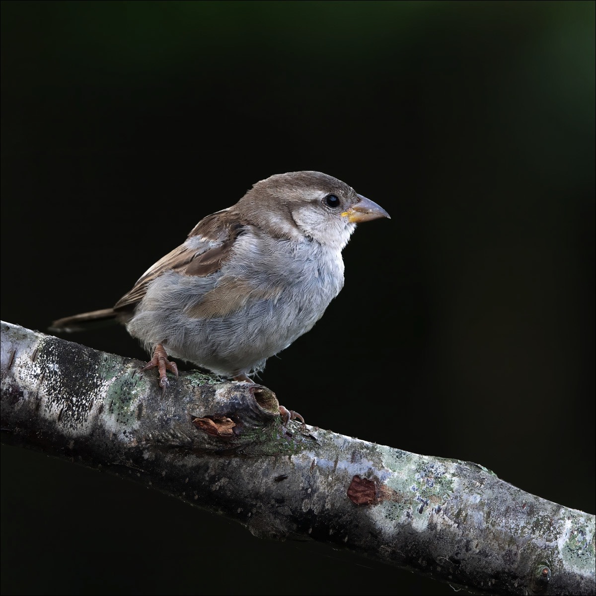 House Sparrow (Huismus) - Wenduine (Belgium) - 19/08/23