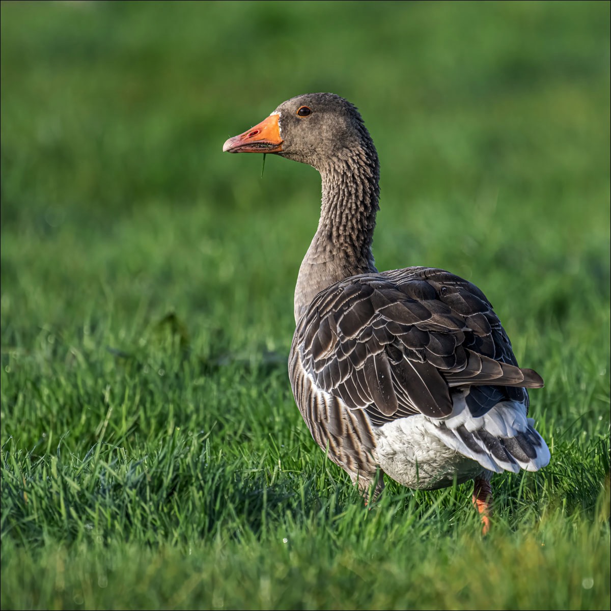 Greylag Goose (Grauwe Gans) - Uitkerkse Polders (Belgium) - 16/09/23