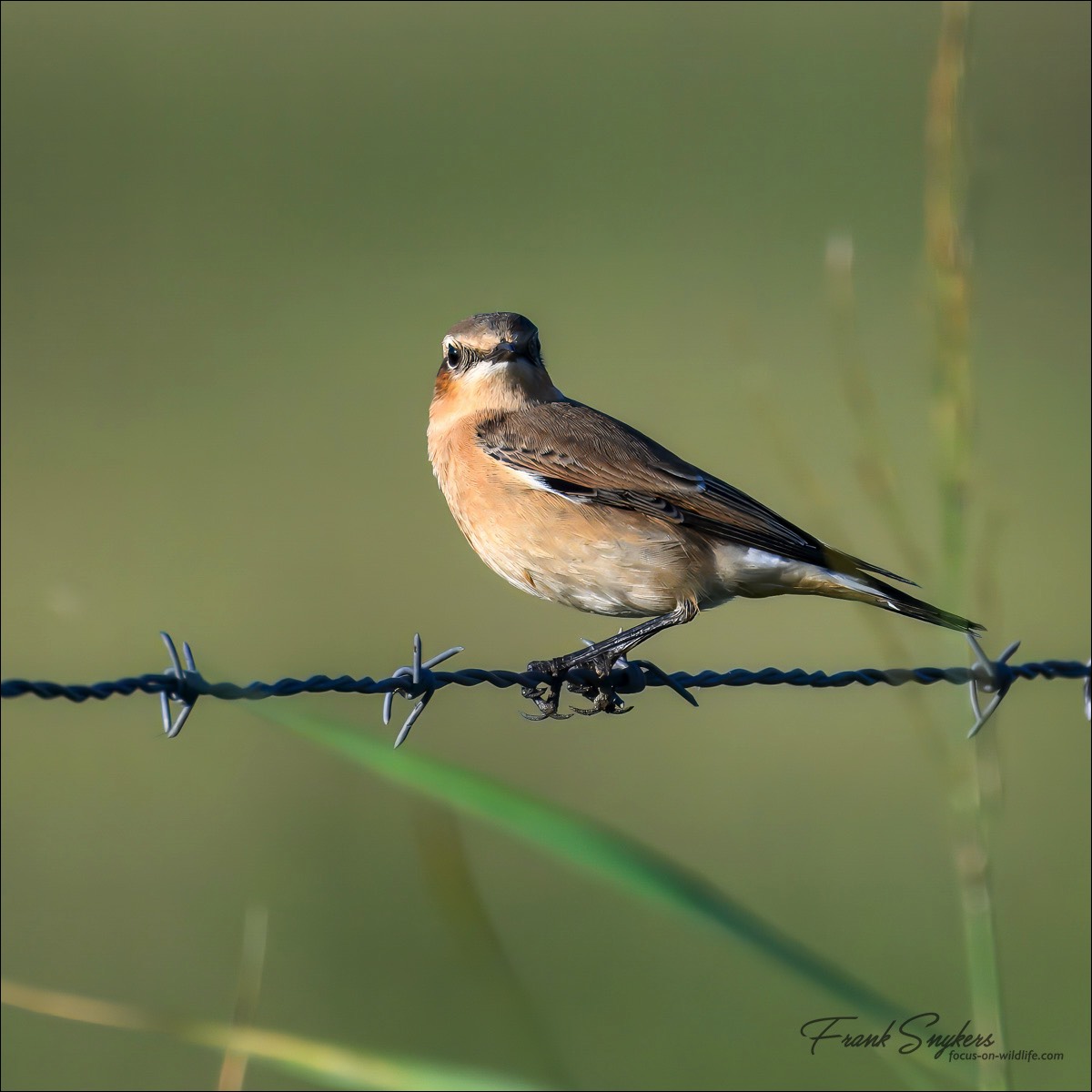 Northern Wheatear (Tapuit) - Uitkerkse polders (Belgium) - 13/09/24