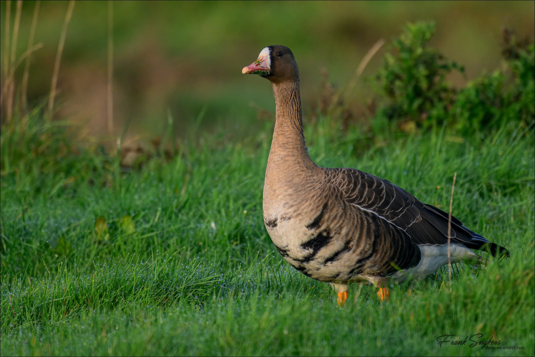 Greater White-fronted Goose (Kolgans) - Uitkerkse polders (Belgium) - 26/10/24