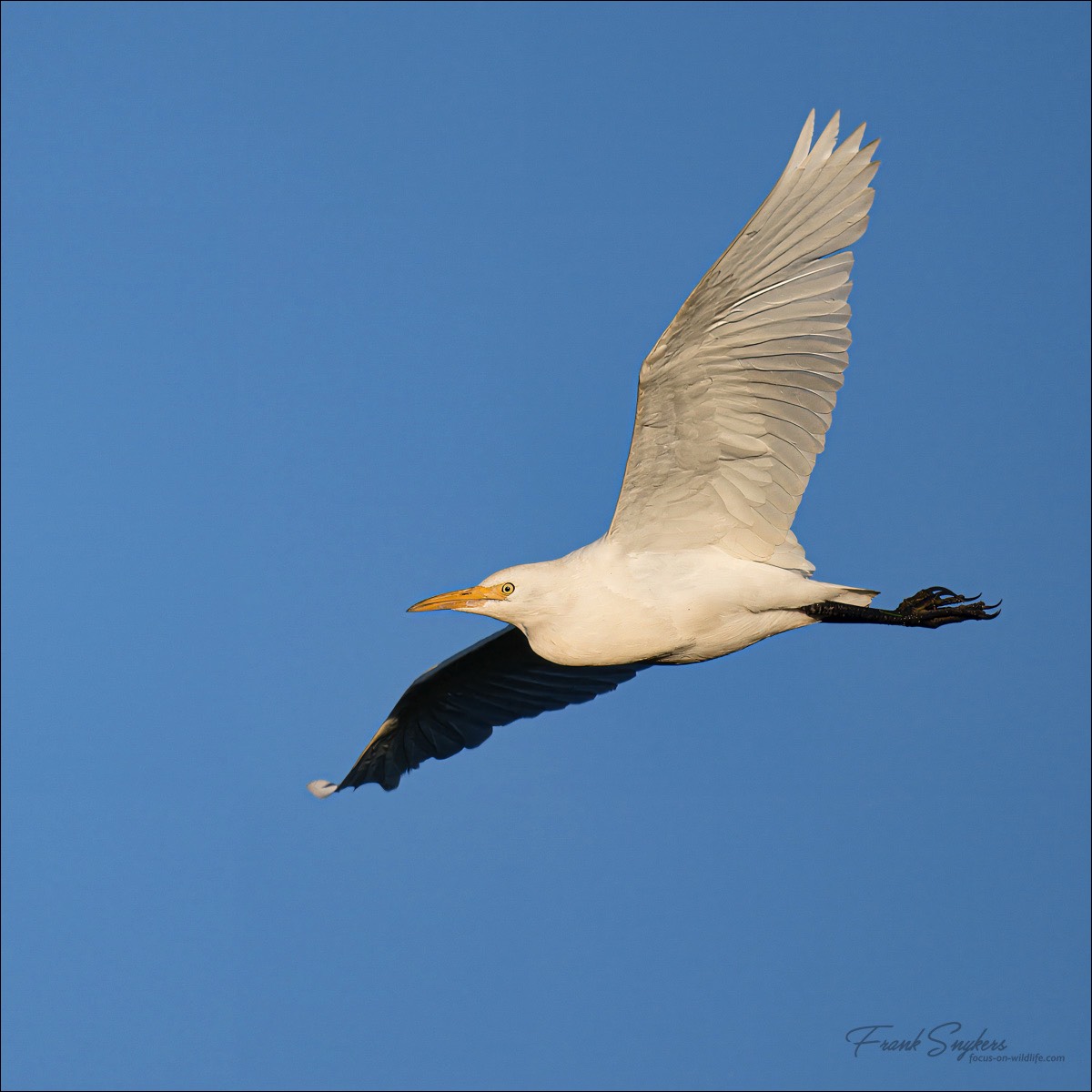 Western Cattle Egret (Koereiger) - Uitkerkse polders (Belgium) - 08/09/24