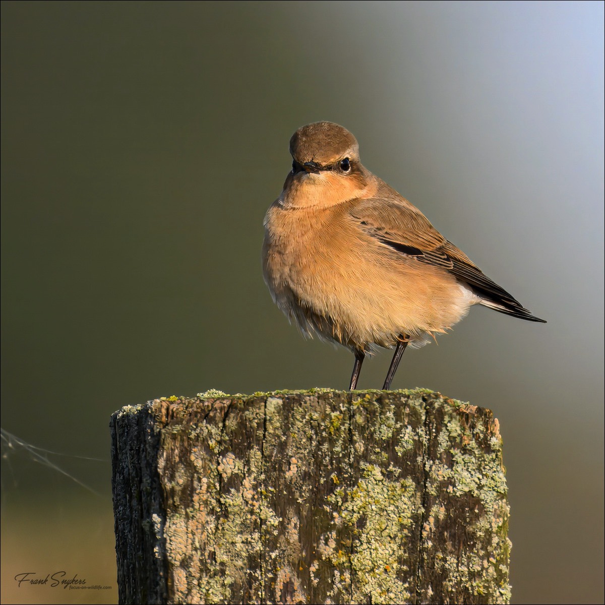 Northern Wheatear (Tapuit) - Uitkerkse polders (Belgium) - 13/09/24