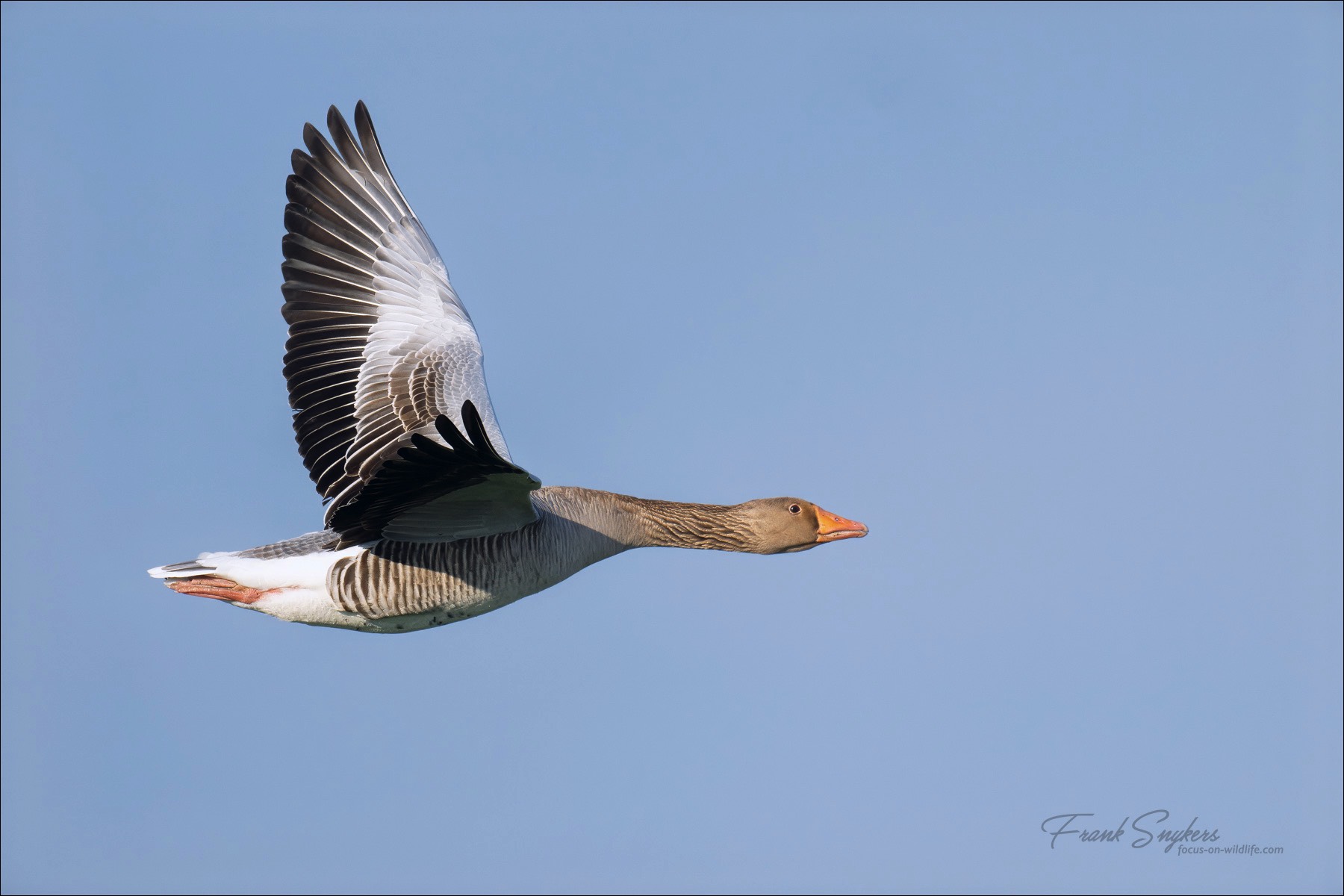 Greylag Goose (Grauwe Gans) - Uitkerkse Polders (Belgium) - 06/04/24