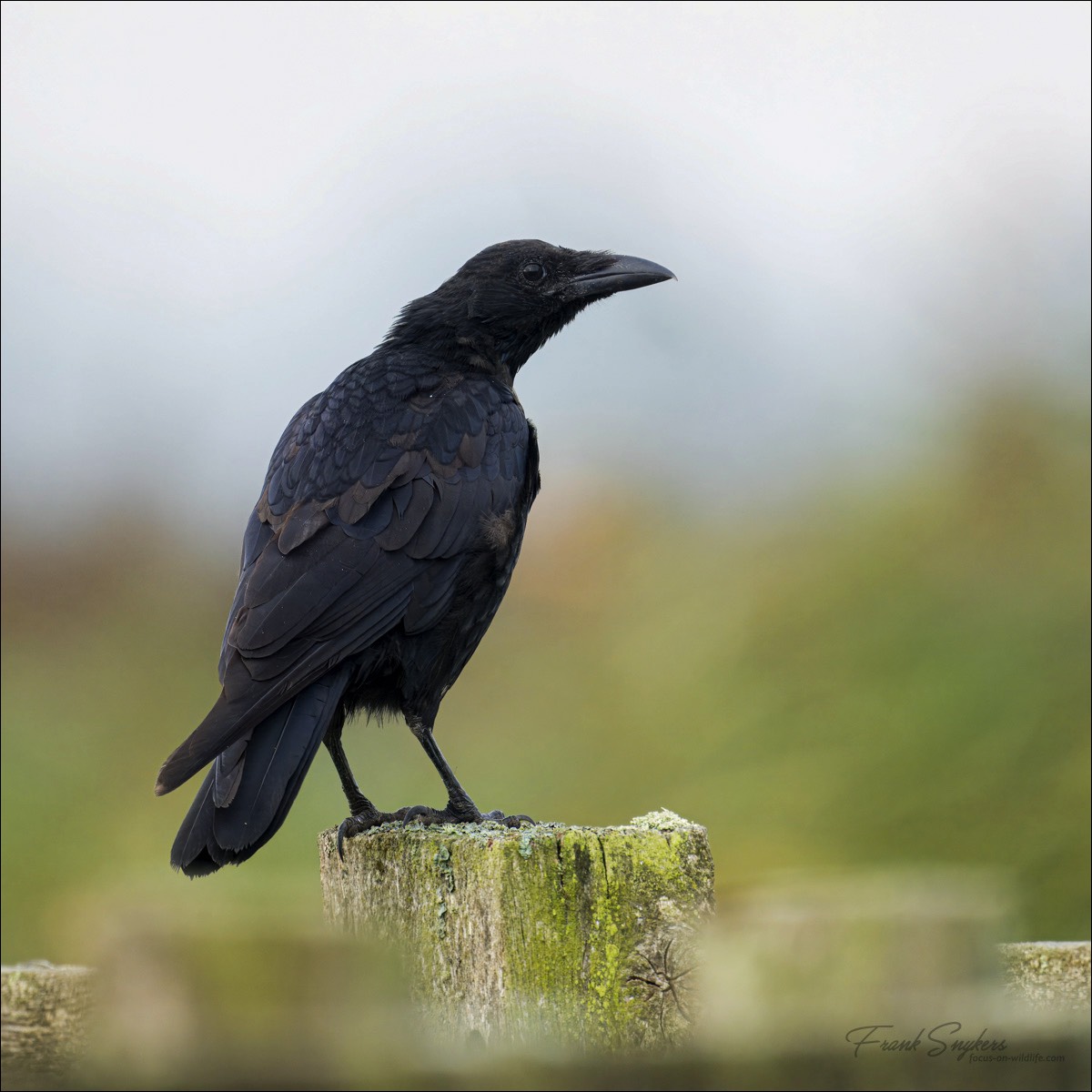 Carrion Crow (Zwarte Kraai) - Uitkerkse polders (Belgium) - 09/09/24