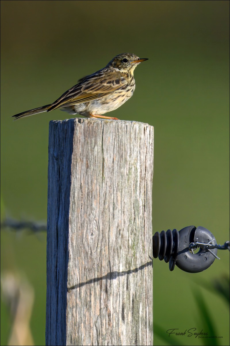 Meadow Pipit (Graspieper) - Uitkerkse polders (Belgium) - 18/09/24