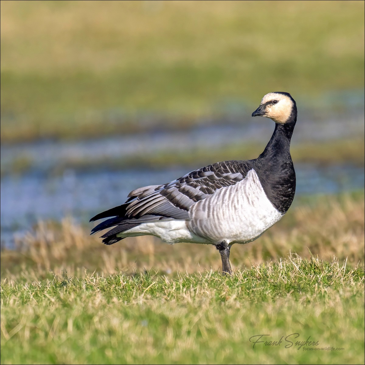 Barnacle Goose (Brandgans) - Uitkerkse Polders (Belgium) - 10/03/24